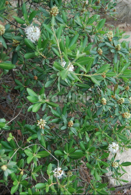 식물,야생화,들꽃,자연,봄,식물,자연,plants,nature