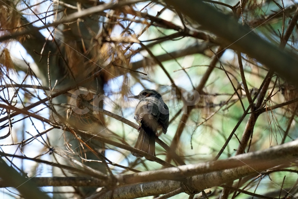 직박구리,새,조류,동물,나무,숲,자연,bird,nature,tree,감성,감성사진,스냅,스냅사진,snap,snapshot,풍경,landscape,계절,season,plants,나뭇가지,봄,spring,숲속,산림,삼림,animal,생명,동물,animal,조류,새,birds