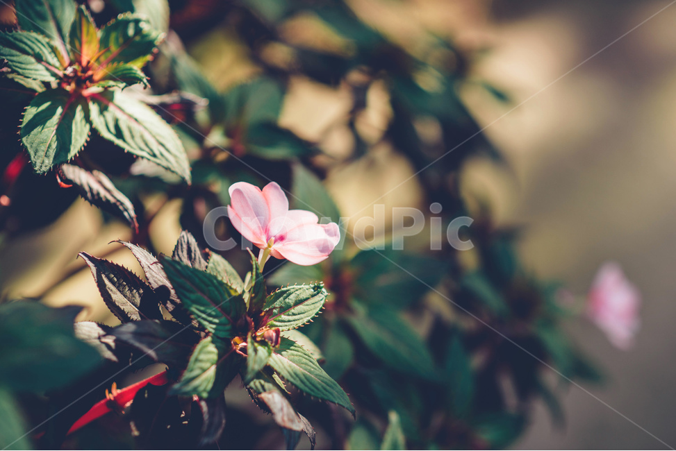 꽃,flower,식물,plant,풀,풀떼기,화사함,화사,식물,자연,plants,nature,꽃,flower,감성,sensible,feeling