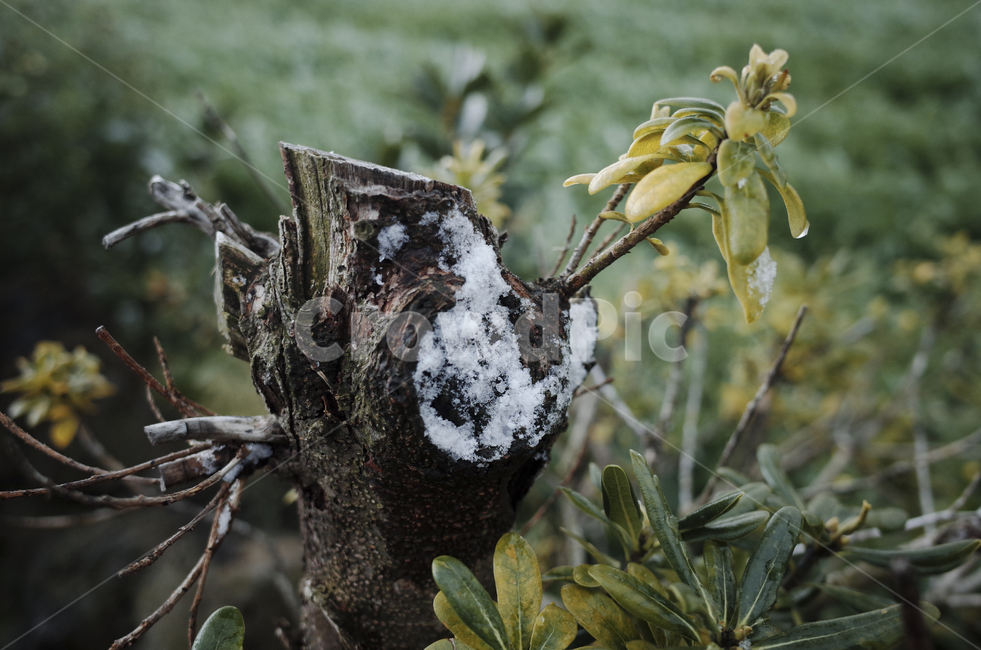 식물,plant,leaf,잎,green,초록,녹색,snow,눈,눈쌓인나무,눈쌓인나뭇잎,눈내린나무,눈내린나뭇잎,겨울,winter