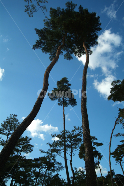 소나무,미녀송,자녀송,산,나무,식물,자연,plants,nature,나무,trees,wood