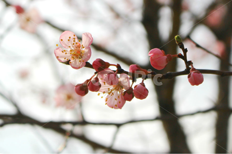 감성사진,봄,풍경사진,매화,꽃,하늘,자연,풍경,daily,flower,pink,spring,봄,계절,spring,season,식물,자연,plants,nature,꽃,flower,plant