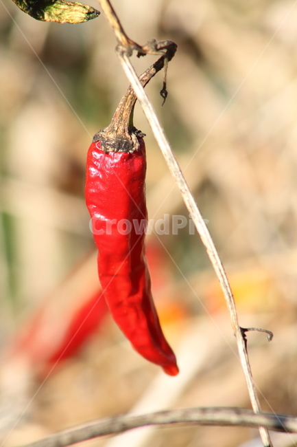 고추,채소류,열매,chilipepper,농작물,식물,자연,plants,nature,과일,열매,fruit