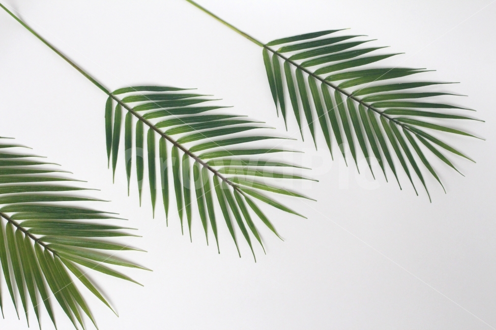 그린잎,야자잎,초록,그린,플랜테리어,green,lear,식물,자연,plants,nature,누끼,remove background