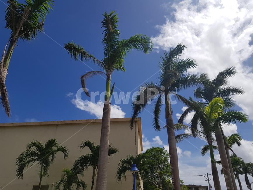 괌야자수,guam,긴야자수,거리야자수,괌하늘