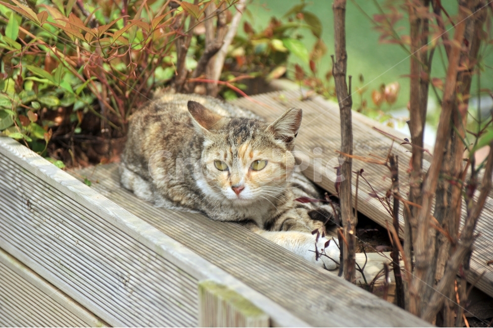 고양이,애묘,길고양이,동물,cat,동물,animal,포유류,mammal,고양이,cat,kitten,kitty