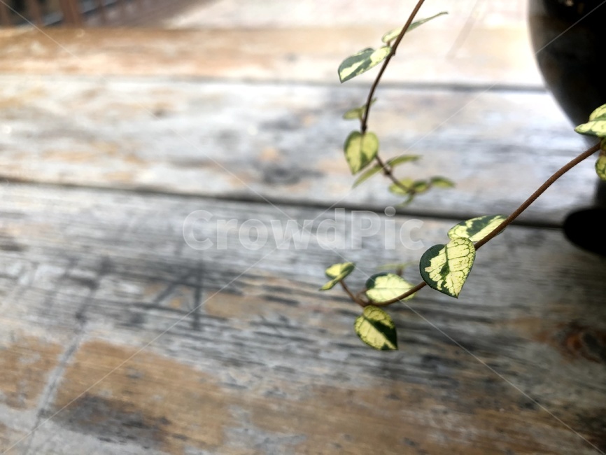 leaf,잎,plant,식물,운치,사물