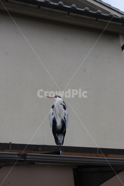 새,자연,동물,일본,도도함,동물,animal,조류,새,birds