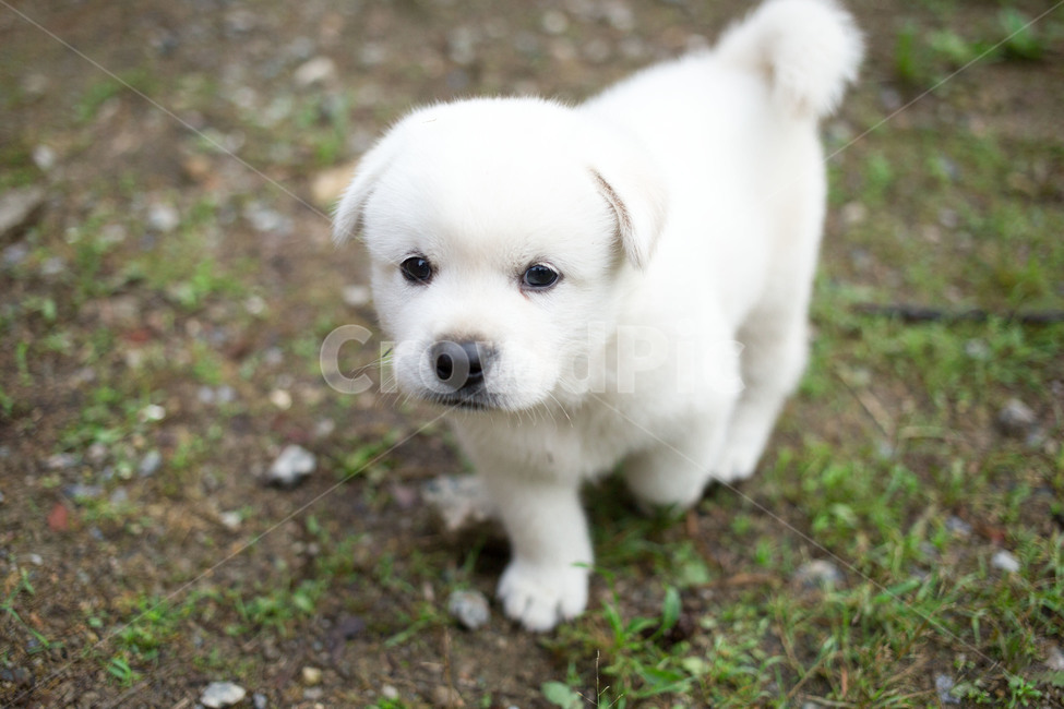 강아지,개,동물,dog,animal,포유류,pet,동물,animal,포유류,mammal,개,강아지,dog,doggy