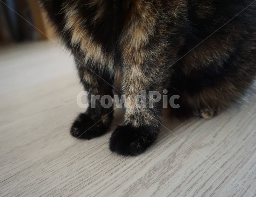 동물,고양이,발,코숏,코리안숏헤어,동물,animal,포유류,mammal,고양이,cat,kitten,kitty