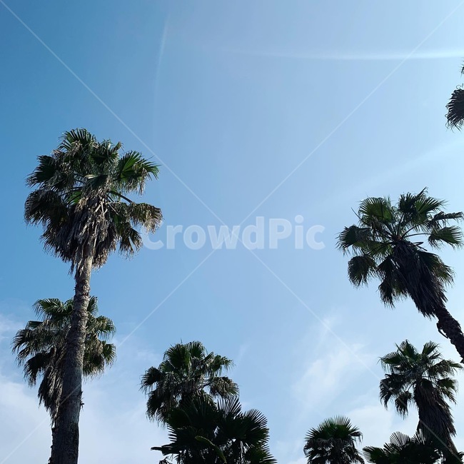 나무,열대나무,제주도,팜트리,하늘,여름,summer,tree,식물,야자수,palmtree,거제도