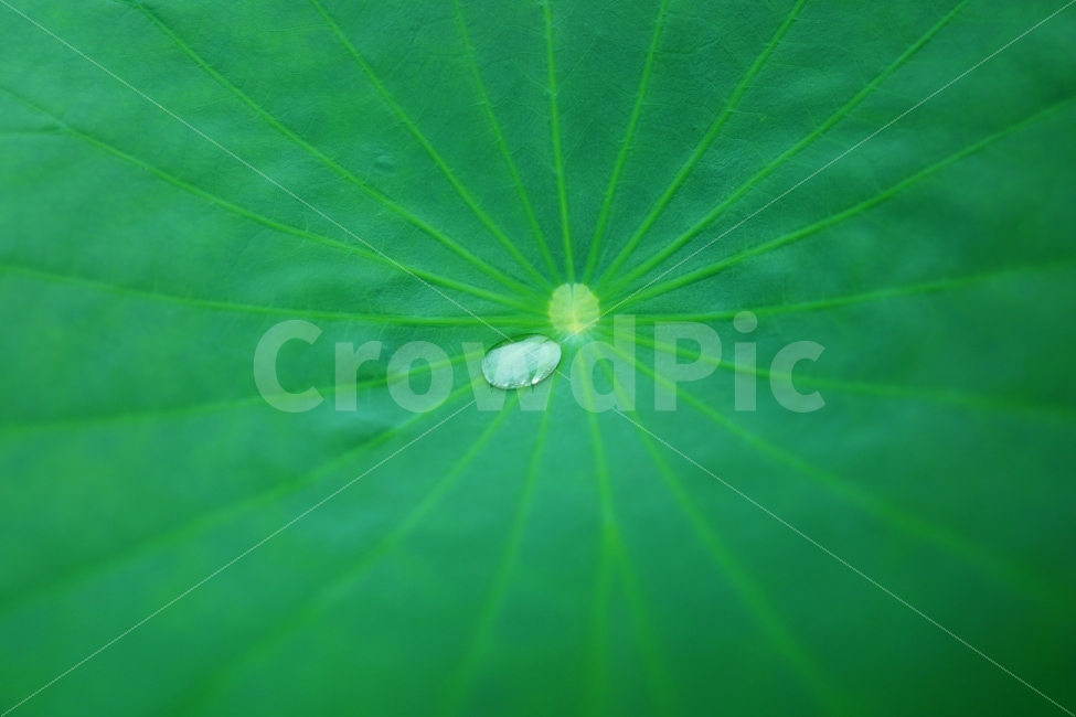연잎,연꽃,물방울,잎,나뭇잎,식물,자연,plants,nature