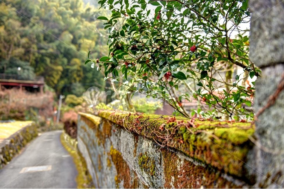 담벼락,이끼,상쾌한아침,햇살,시골풍경,식물,자연,plants,nature