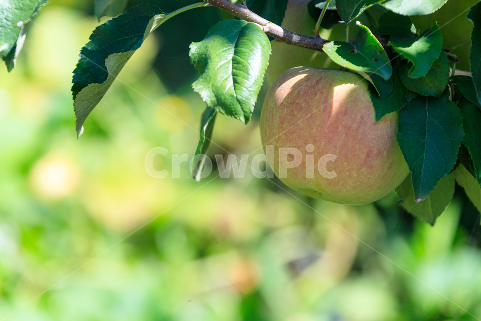 agriculture,apple,harvest,orchard,fruit tree,fruit,tree,apple tree