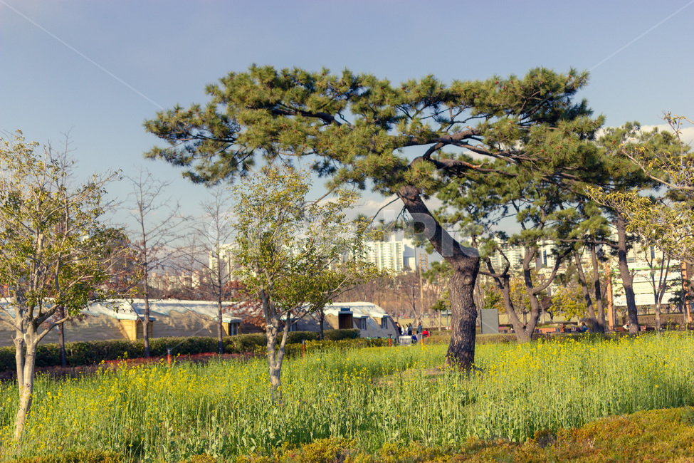 소나무,나무,유채꽃,푸른,자연,하늘,풍경,노랑꽃,식물,자연,풍경,nature,landscape,tree,plant,tree trunk,나무 줄기