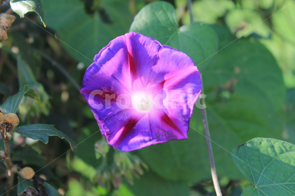야생화,wildflower,가을,autumn,fall,blossom,geranium,제라늄,plant,식물,flower,꽃,식물,자연,plants,nature,꽃,flower