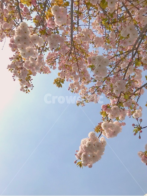봄,spring,겹벚꽃,왕벚꽃,나들이,꽃놀이,picnic,맑음,소풍,감성사진,봄,계절,spring,season,식물,자연,plants,nature,꽃,flower,plant,cherry blossom,벚꽃,blossom