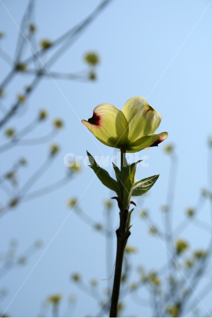 서양산딸나무,나무,하늘,봄,봄날,봄풍경,감성,spring,flower,공원,풍경,식물,새싹,잎,초록,꽃,봄,계절,spring,season,식물,자연,plants,nature,꽃,flower,sprout,bud,싹,blossom,plant
