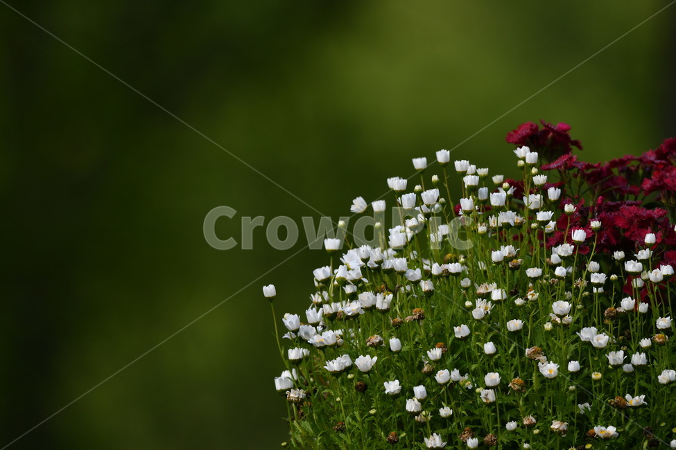 감성사진,식물,이슬,이슬꽃,자연풍경,봄,아침이슬,5월,꽃,흰꽃,국화,식물,자연,plants,nature,꽃,flower