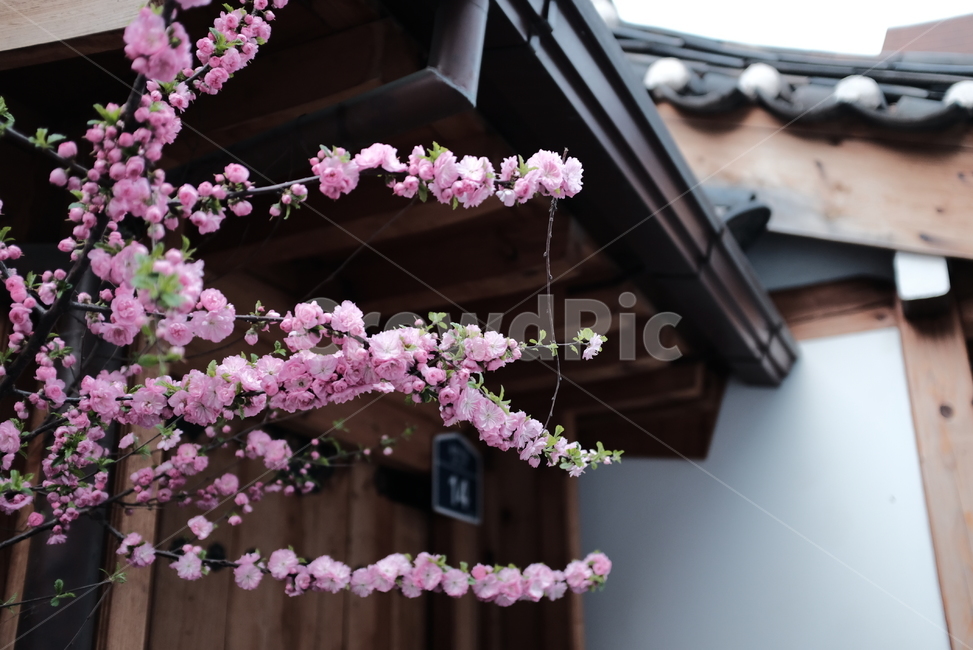 꽃,봄,흐림,기와집,빈티지,봄,계절,spring,season,식물,자연,plants,nature,꽃,flower,plant