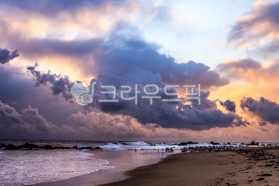 Donghae City,nature,dramatic,Birds,water,cloud,East Sea,beautiful,sand,Beach,Coast,seascape,ocean,swarm,bird,sight,fantastic,Mukho,animal,Sunrise,Seagull,group