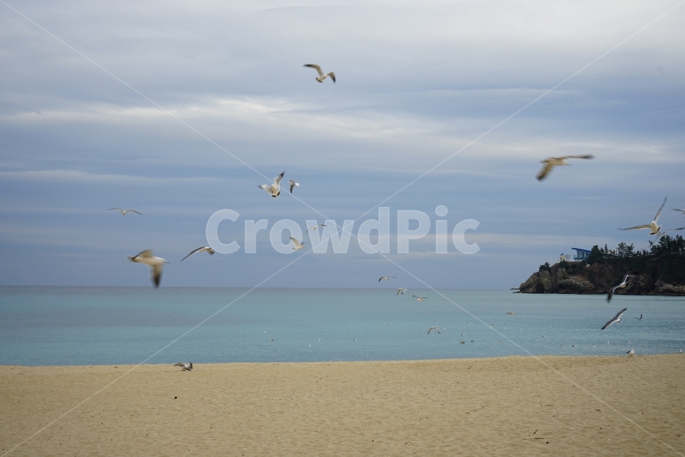 추암해변,촛대바위,겨울바다,일출,동해바다,자연,자연,풍경,nature,landscape,한국자연풍경,한국자연경관,korea nature landscape,해변,바다,beach,sea,동물,animal,조류,새,birds,outdoors,옥외,land,땅,bird,water,물,shoreline,해안선,ocean,대양