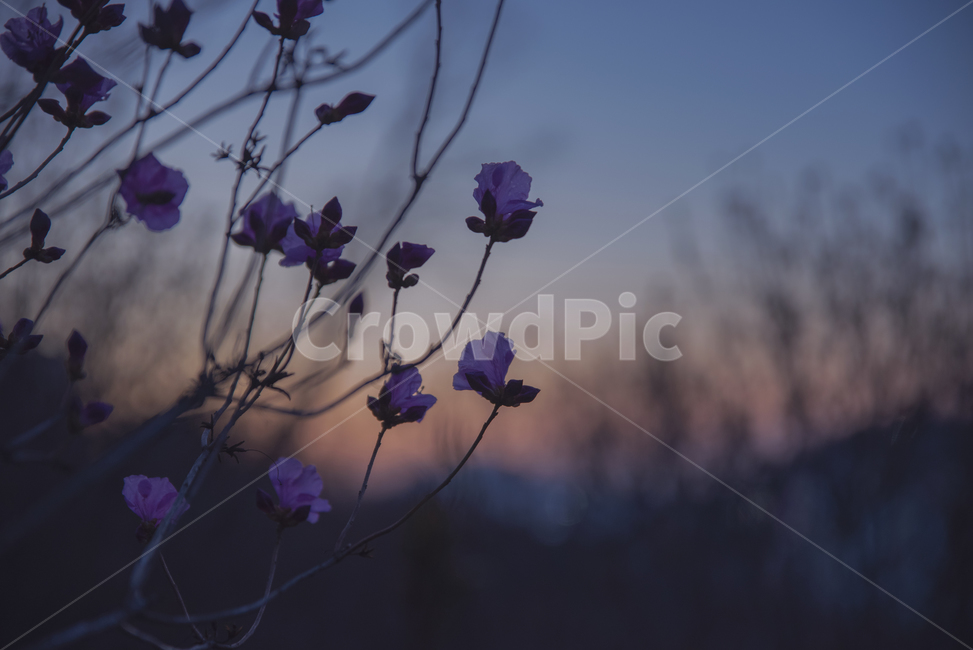 진달래,석양,노을,일몰,매직아워,식물,자연,plants,nature,꽃,flower