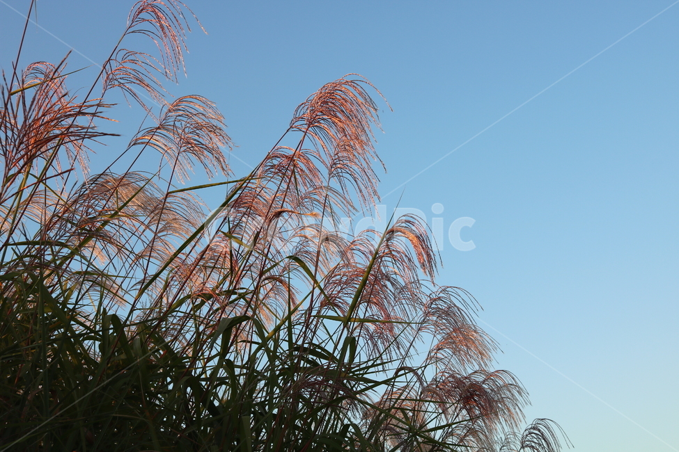 억새,억새풀,식물,자연,가을,벼과,가을,계절,fall,autumn,season,plant,grass,잔디,lawn,reed,갈대