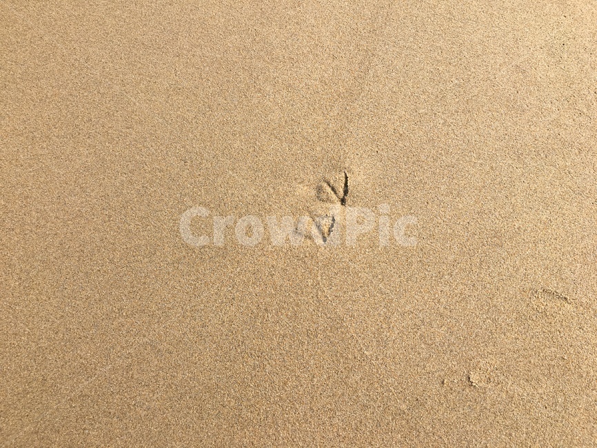 발자국,갈매기,바닷가,바다,해변,해변,바다,beach,sea