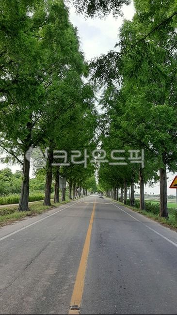 center line,road,road name,tree,road sign,asphalt,Metasequoia Road,tree road
