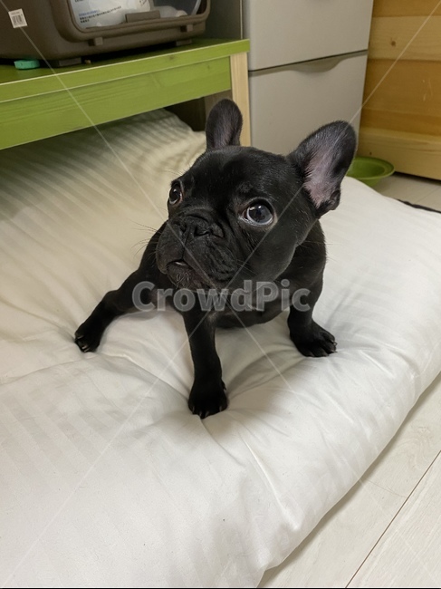 강아지,댕댕이,프렌치불독,귀여운,애완동물,동물