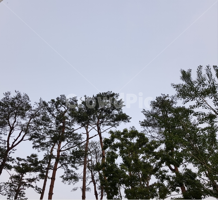 산,나무,하늘,tree,자연,natrue,sky,자연풍경,skyview,높은나무,풍경,맑음