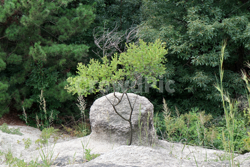 나무,돌,바위,자연,식물,자연,풍경,nature,landscape,tree,plant