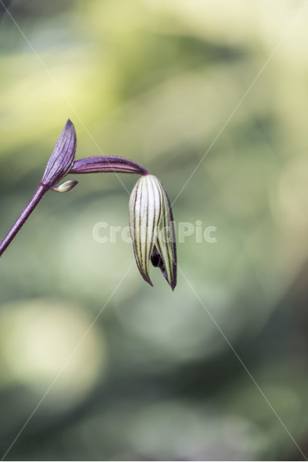 꽃잎,봄,희망,꽃,식물,식물,자연,plants,nature,꽃,flower