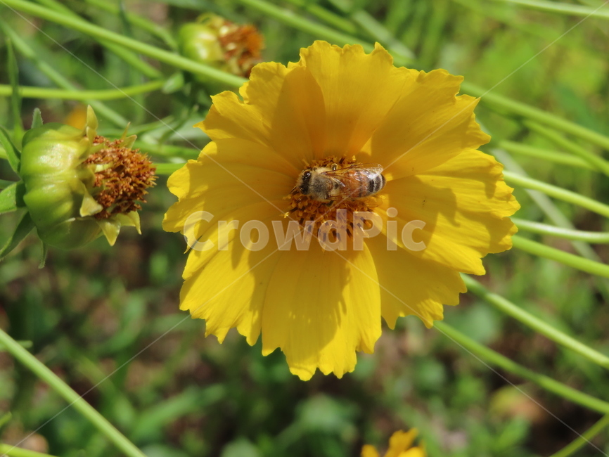 노란색,노란꽃,꿀벌,아름다움,식물,벌레,날벌레,공원,yellow,yellowflowers,honeybees,beauty,plants,bugs,flyingworms,parks