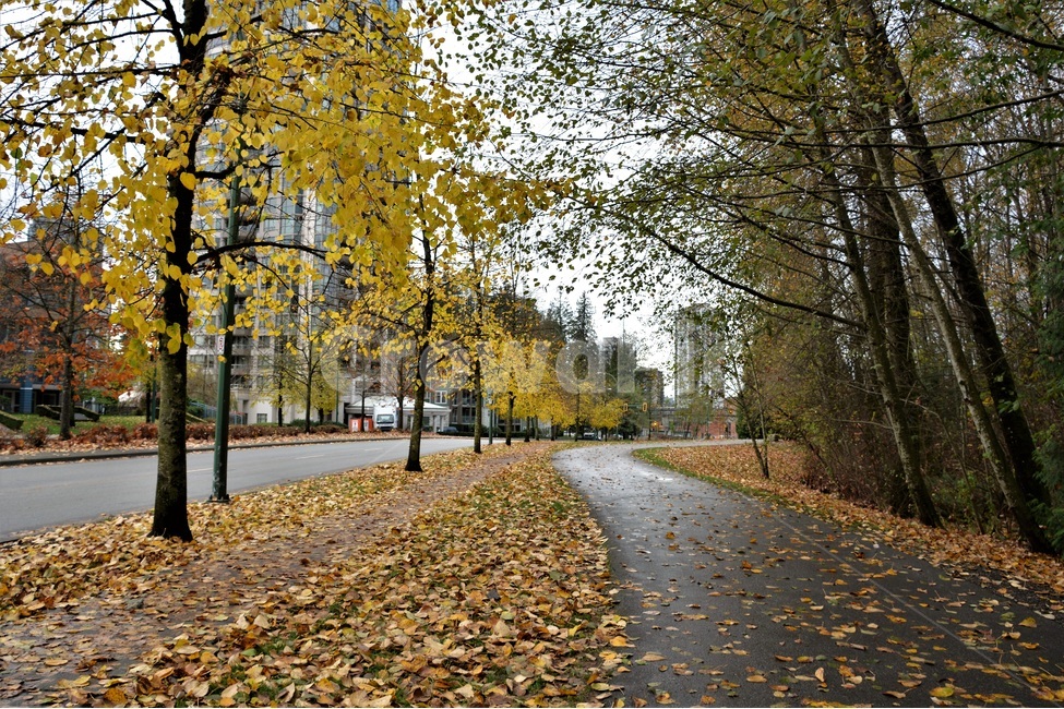 도시정경,산책길,낙옆,나무,숲,가을,계절,fall,autumn,season,도시,풍경,city,landscape,식물,자연,plants,nature,나무,trees,wood,tree,plant,asphalt,아스팔트,tree trunk,나무 줄기
