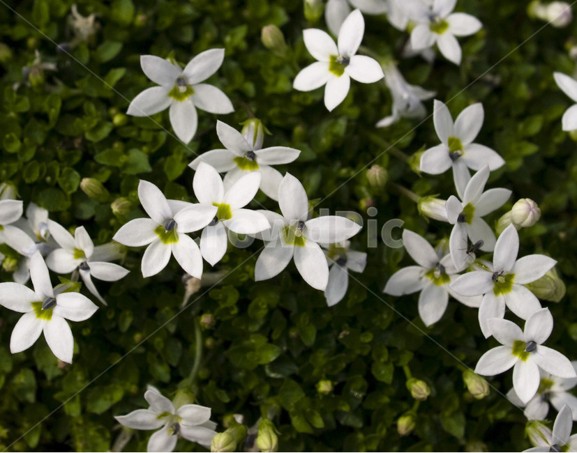 꽃,아웃포커싱,별꽃,flower,자연,식물,자연,plants,nature,꽃,flower