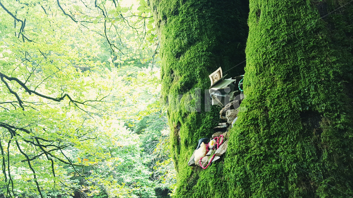 산티아고,순례길,까미노,기도,나무,이끼,숲,자연,풍경,nature,landscape,vegetation,초목,plant,식물,rainforest,열대 우림,land,땅,outdoors,옥외,tree