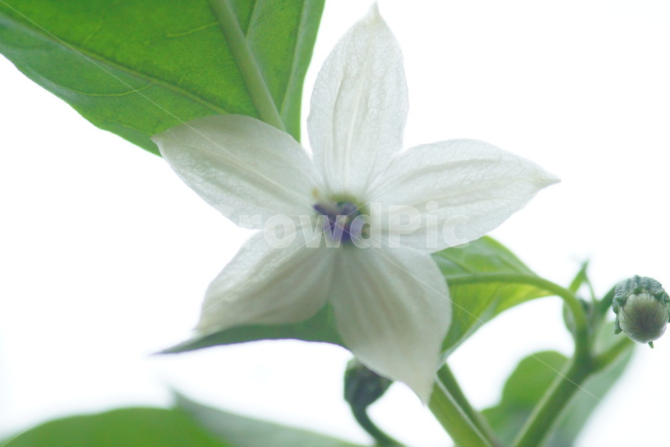 plant,식물,blossom,꽃,petal,꽃잎,flower,식물,자연,plants,nature