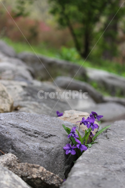 보라,제비꽃,생명력,자연,금산사,꽃,희망,적응력