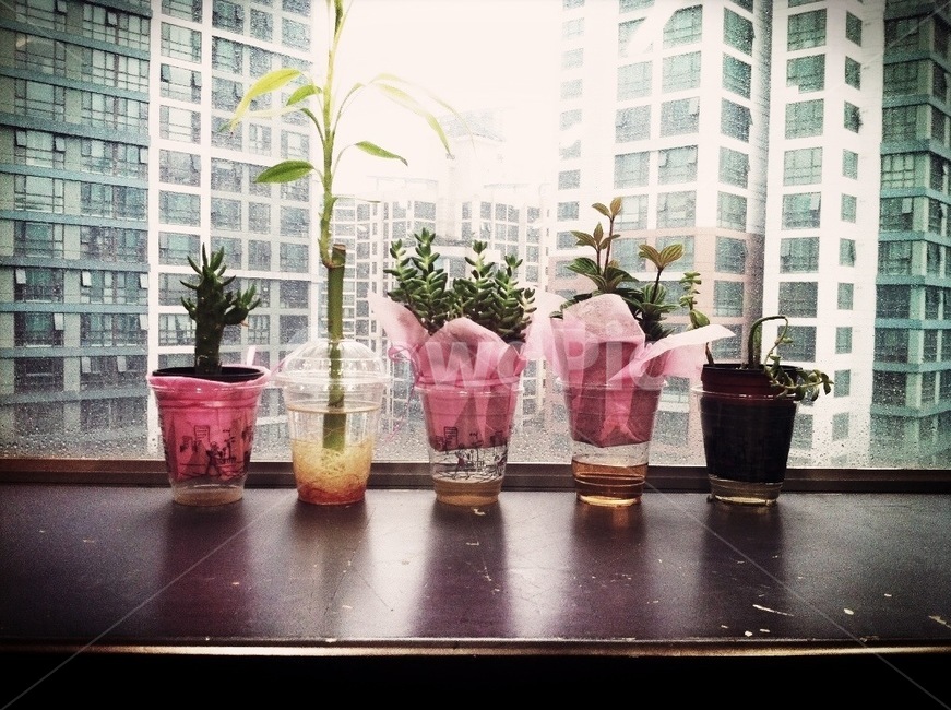 화분,화초,사무실,미니화초,창가,소품,디자인,미니,귀여움,환경,office,plant,식물,식물,자연,plants,nature,실내용화초,화분,화초,house plant