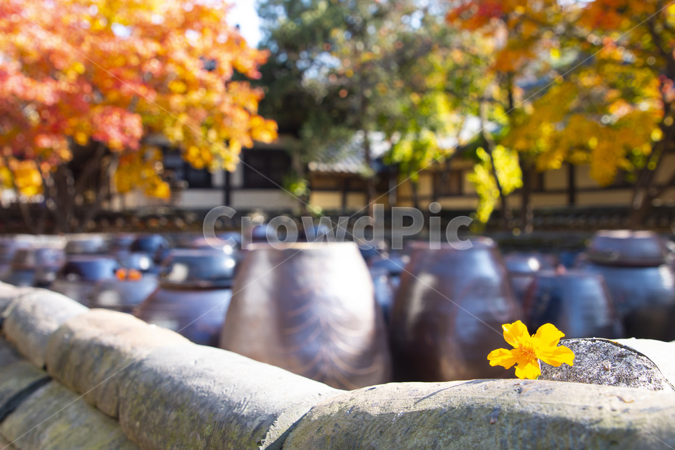 가을,장독대,코스모스,꽃,기와,가을,계절,fall,autumn,season,한국전통,한국문화,korean traditional,korean culture