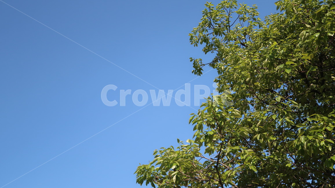 하늘,나무,맑음,tree,sky,계절,봄