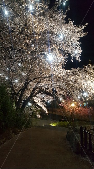 저녁,야경,벚꽃,봄,spring,cherryblossoms,봄,계절,spring,season,야경,밤,풍경,nightscape,night,landscape,light,빛,flare,플레어