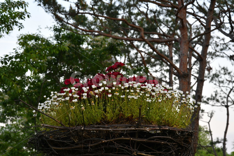 ,봄,계절,spring,season,식물,자연,plants,nature,꽃,flower,plant