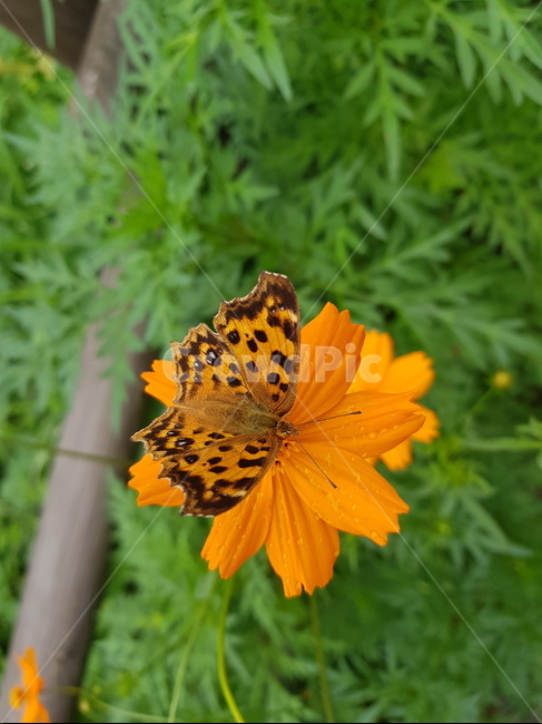 나비,네발나비,남방씨알붐나비,fourfootedbutterfly,butterfly,동물,animal,곤충,벌레,insect,bug