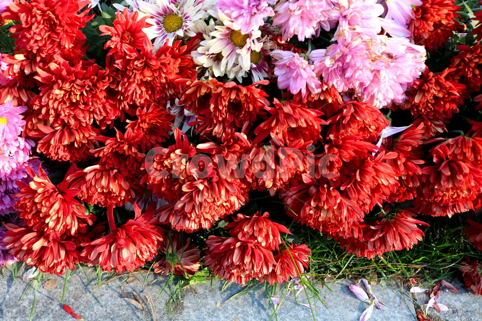 국화,꽃,국화꽃,식물,자연,가을,빨간색꽃,붉은색국화,식물,자연,plants,nature,꽃,flower