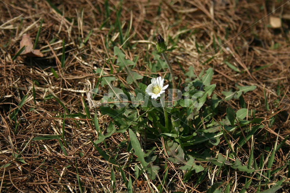 민들레,하얀민들레,흰민들레,봄,봄날,봄풍경,감성,spring,flower,공원,풍경,식물,새싹,잎,초록,꽃,하얀,흰색,white,봄,계절,spring,season,식물,자연,plants,nature,꽃,flower,plant,blossom