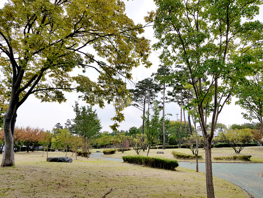양산,양산수질공원,plant,식물,tree,나무,treetrunk,나무줄기,자연,풍경,nature,landscape,tree trunk,나무 줄기