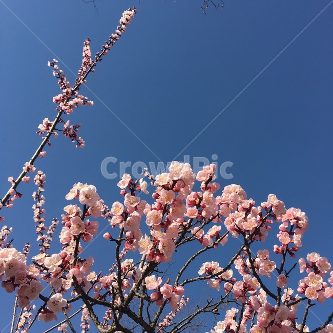 꽃,식물,flower,blossom,매화,벚꽃